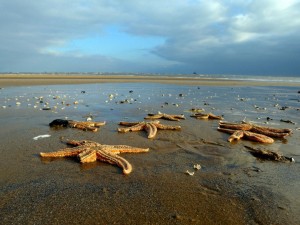 4000只海星在英國海灘擱淺